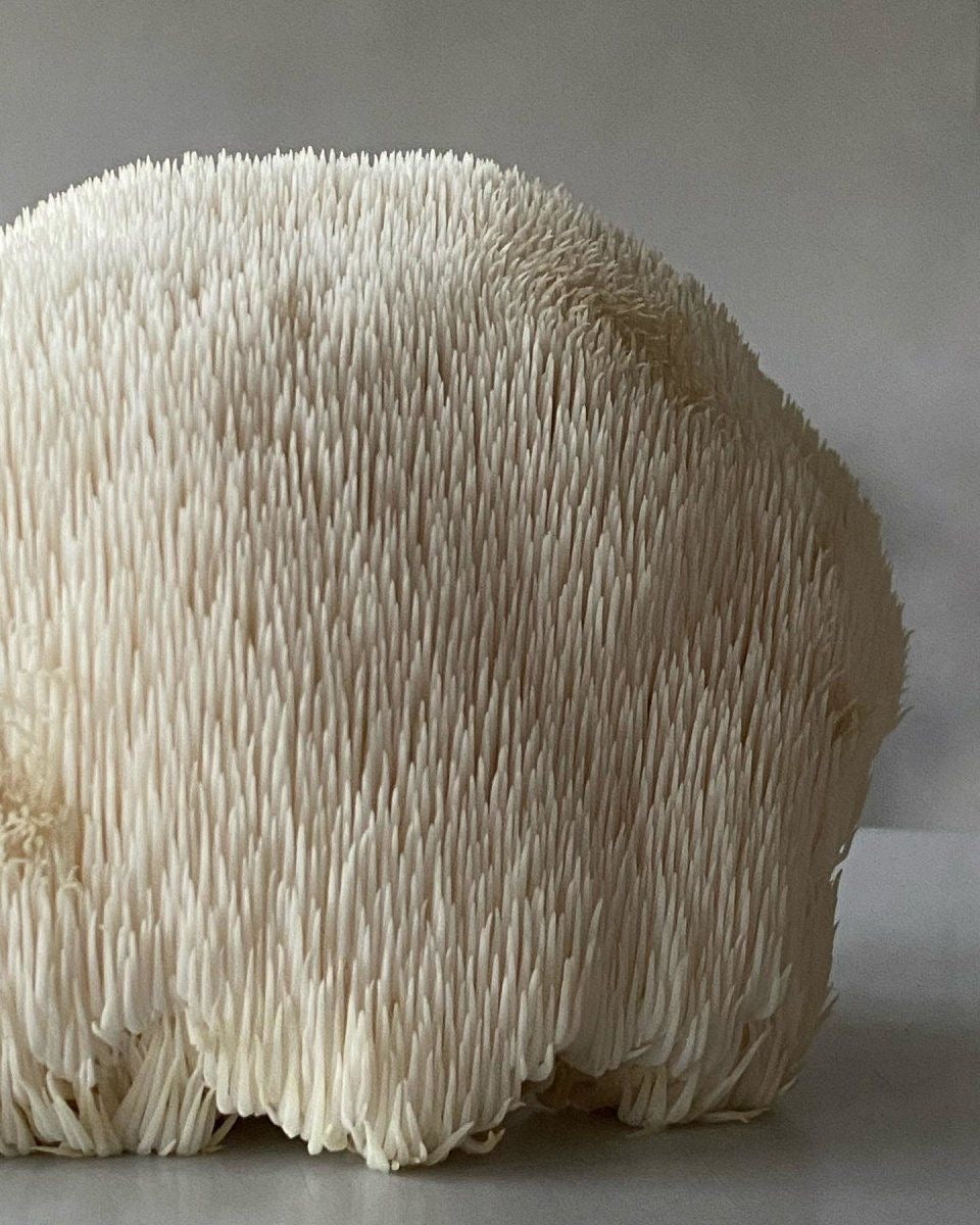 Hydrate & Focus Lions Mane Heey! 